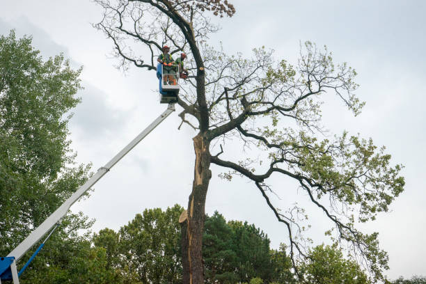 How Our Tree Care Process Works  in  Arnold, CA